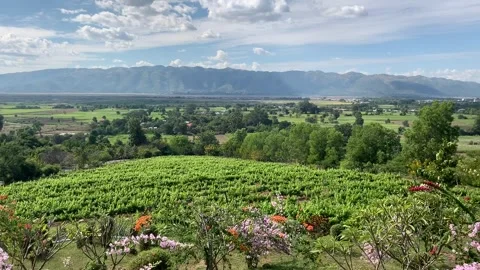 Vineyard in Inle Lake Видео 343754955