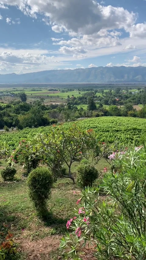 Vineyard in Inle Lake Vídeos de archivo 343755018