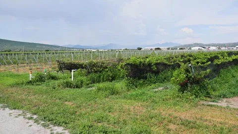 Vineyard Irrigation System Trellised Grape Vines Queretaro Wine Region Stock Footage 345439638