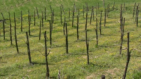 Vineyard in Italy Stock Footage 661158