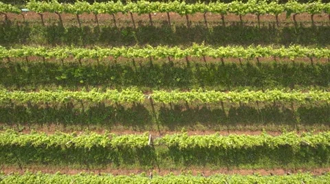 Vineyard in Italy Stock Footage 68090559