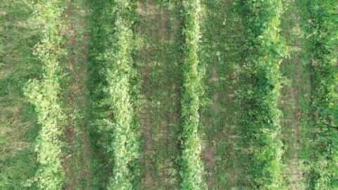 Vineyard in Italy Stock Footage 164542959