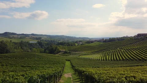 Vineyard in Italy Stock Footage