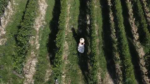 Vineyard in Italy 動画素材 166540157