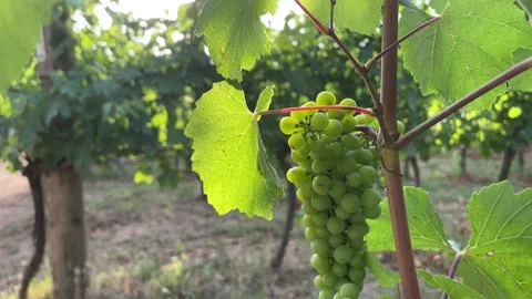 Vineyard in Italy Stock Footage 208500224