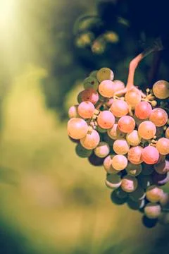 Vineyard in Italy at sunset 写真素材