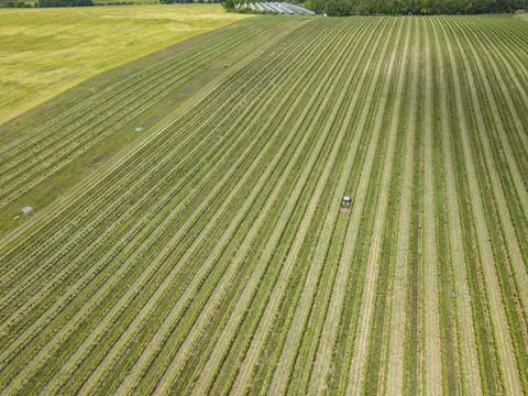 Vineyard in Ivan with tractor cultivating rows 스톡 사진