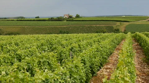 Vineyard in july 1 Stock-Footage 841180