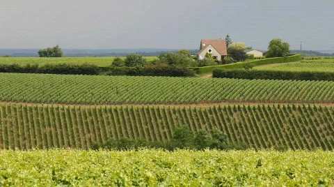 Vineyard in july 2 Stock-Footage 841177