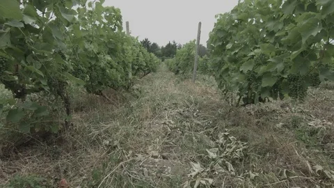Vineyard in Kakkheti. Georgia Vídeos de archivo 83659439