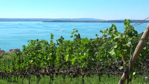 Vineyard With A Lake In The Background Video stock 210000325