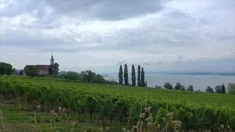 Vineyard With A Lake In The Background Video stock 210609167
