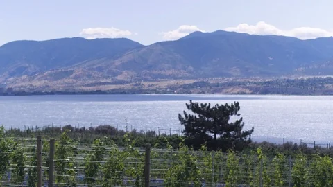 Vineyard by lake in mountains	 Stock Footage 122593211