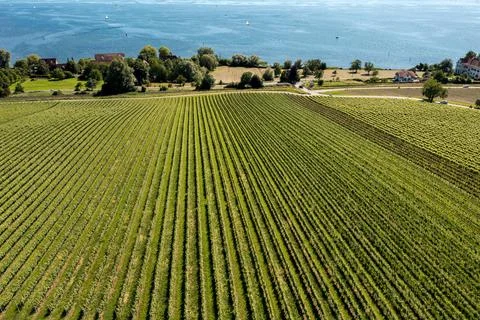 Vineyard at the lake Stock Photos