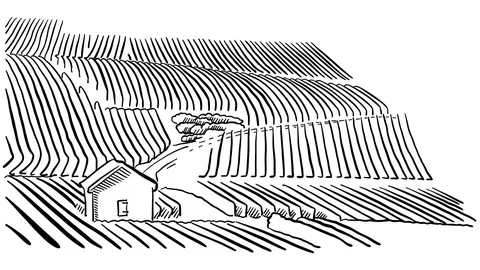 Vineyard Landscape Animation Stock Footage 73852613