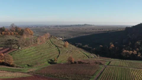 Vineyard landscape in autumn Video stock 153103703