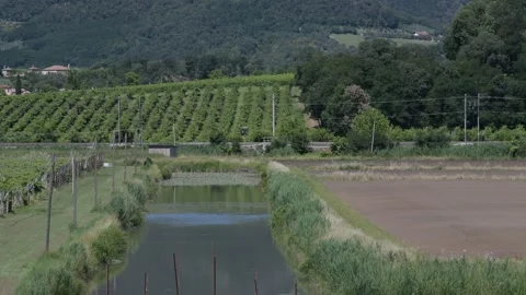 Vineyard landscape in the background with watercourse passage train Stock Footage