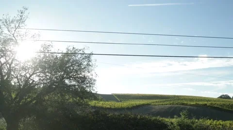Vineyard landscape Vidéo 43261096