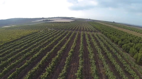 Vineyard landscape Stock Footage 54566057