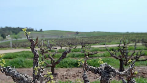 Vineyard landscape Stock Footage