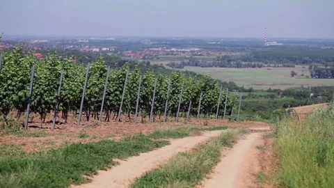 Vineyard with landscape Stock Footage 99282061