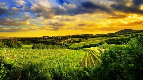 Vineyard Landscape at Golden Sunset with Dramatic Cloudy Sky Stock Photos