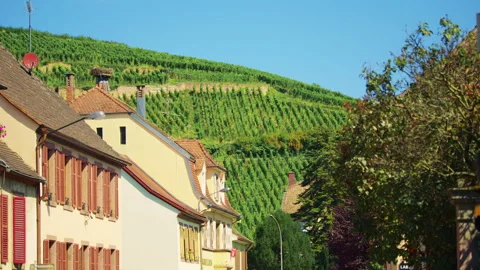 Vineyard landscape with grape fields near traditional houses in Ribeauville Video stock 327629658