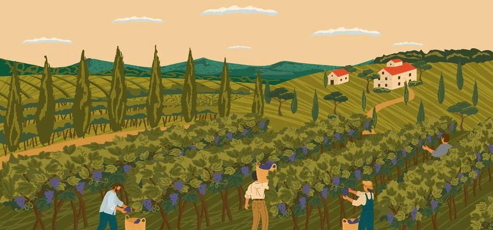 Vineyard landscape with grape tree field and winery villa on background. Hand 스톡 일러스트