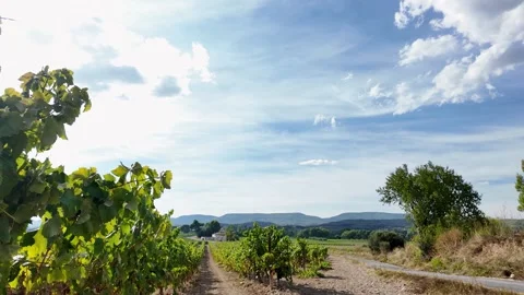 Vineyard landscape with grapevines, blue sky and Mediterranean countryside .. Stock Footage 344890223