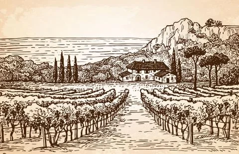 Vineyard landscape on old paper Stock Illustration