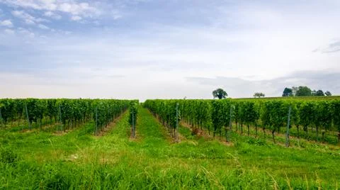 Vineyard landscape Stock Photos