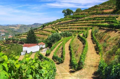 Vineyard landscape Stock Photos