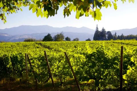 Vineyard landscape Stock Photos