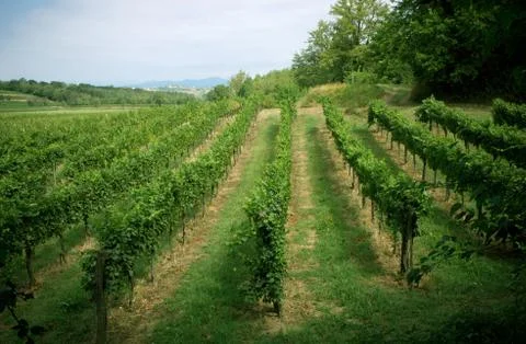 Vineyard landscape Stock Photos