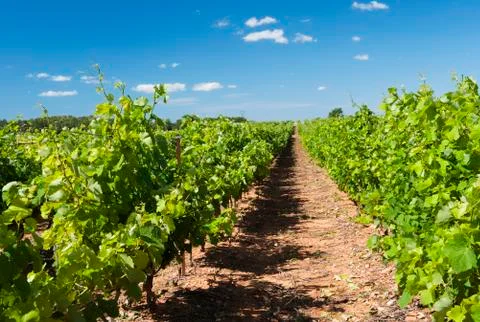 Vineyard in landscape Foto stock