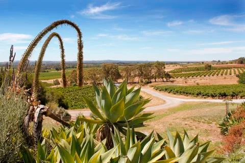 Vineyard Landscape Stock Photos