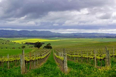 Vineyard Landscape Stock Photos