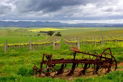 Vineyard Landscape Foto stock