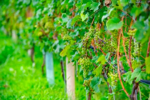 Vineyard landscape Foto stock