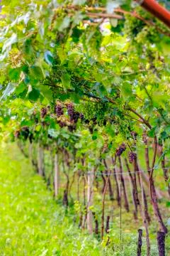 Vineyard landscape Foto stock