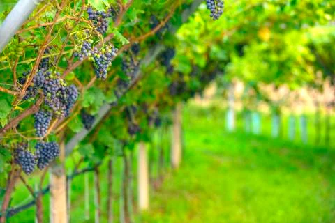 Vineyard landscape Foto stock