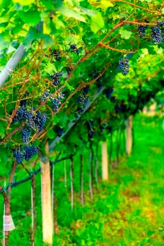 Vineyard landscape Foto stock