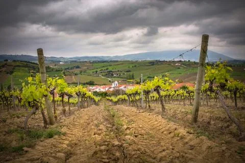 Vineyard Landscape Stock Photos