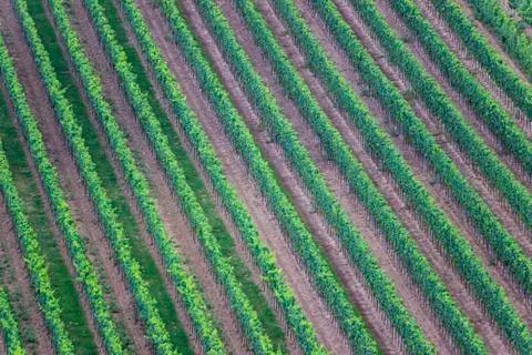 Vineyard landscape Stock Photos