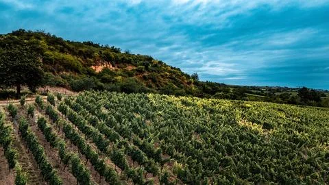 Vineyard Landscape Stock Photos