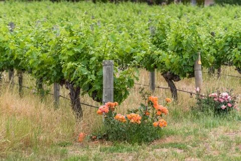 Vineyard landscape with rows of grape plants and flowering rose bush Stock Photos