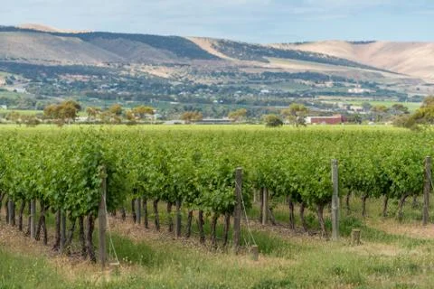 Vineyard landscape with rows of grape plants Stock Photos
