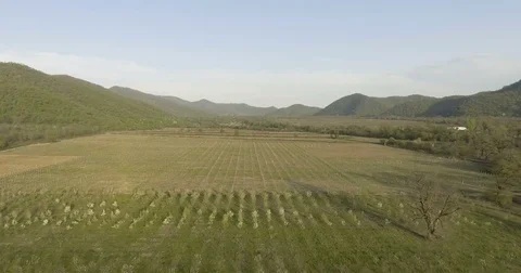 Vineyard Landscape In The Spring Season Stock Footage 75837853