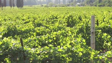 Vineyard landscape in summer day at sunset Stock Footage 53085408