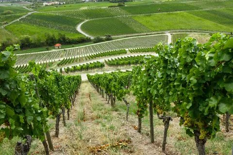 Vineyard landscape view with green rows of grapevines on agricultural hills Stock Photos